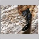 Pemphredon sp Grabwespe 11d 10mm beim Blattlauseintrag.jpg